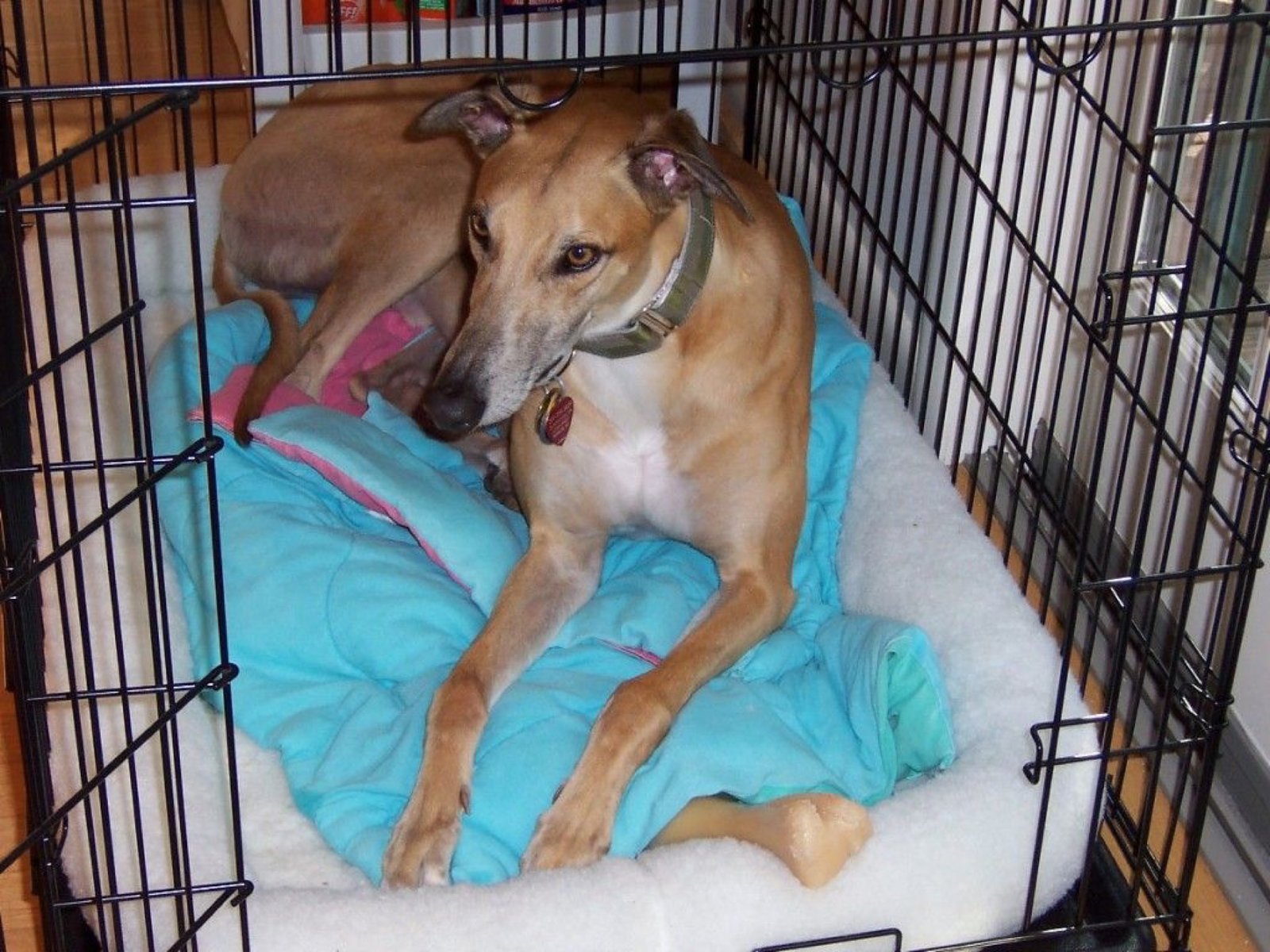 An adult greyhound resting calmly inside an open dog crate