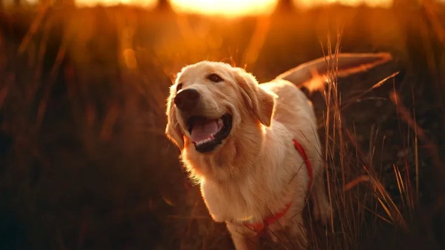 Golden retriever standing in tall grass at sunset with light catching its coat