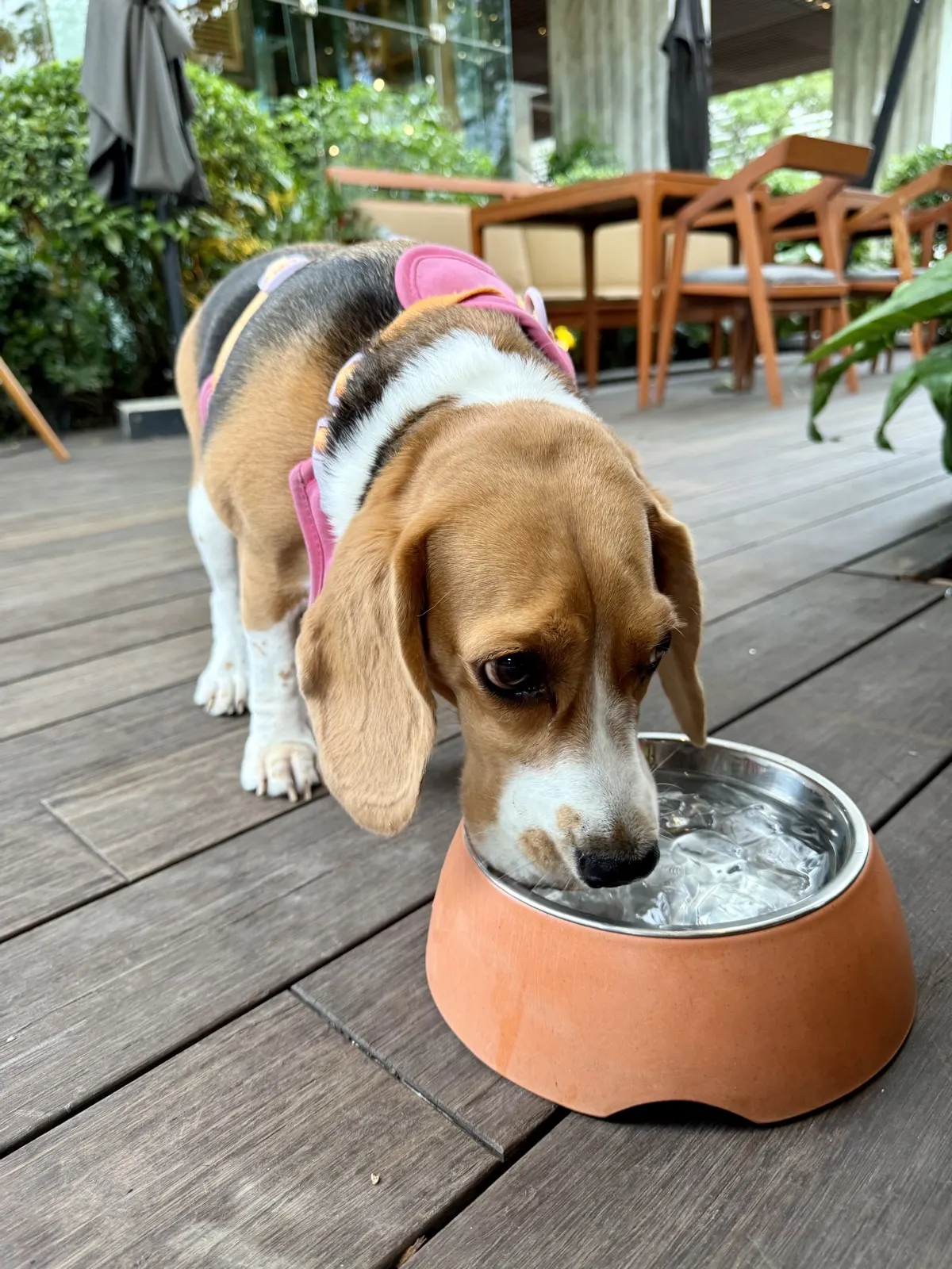 A Beagle drinking water from a bowl outdoors