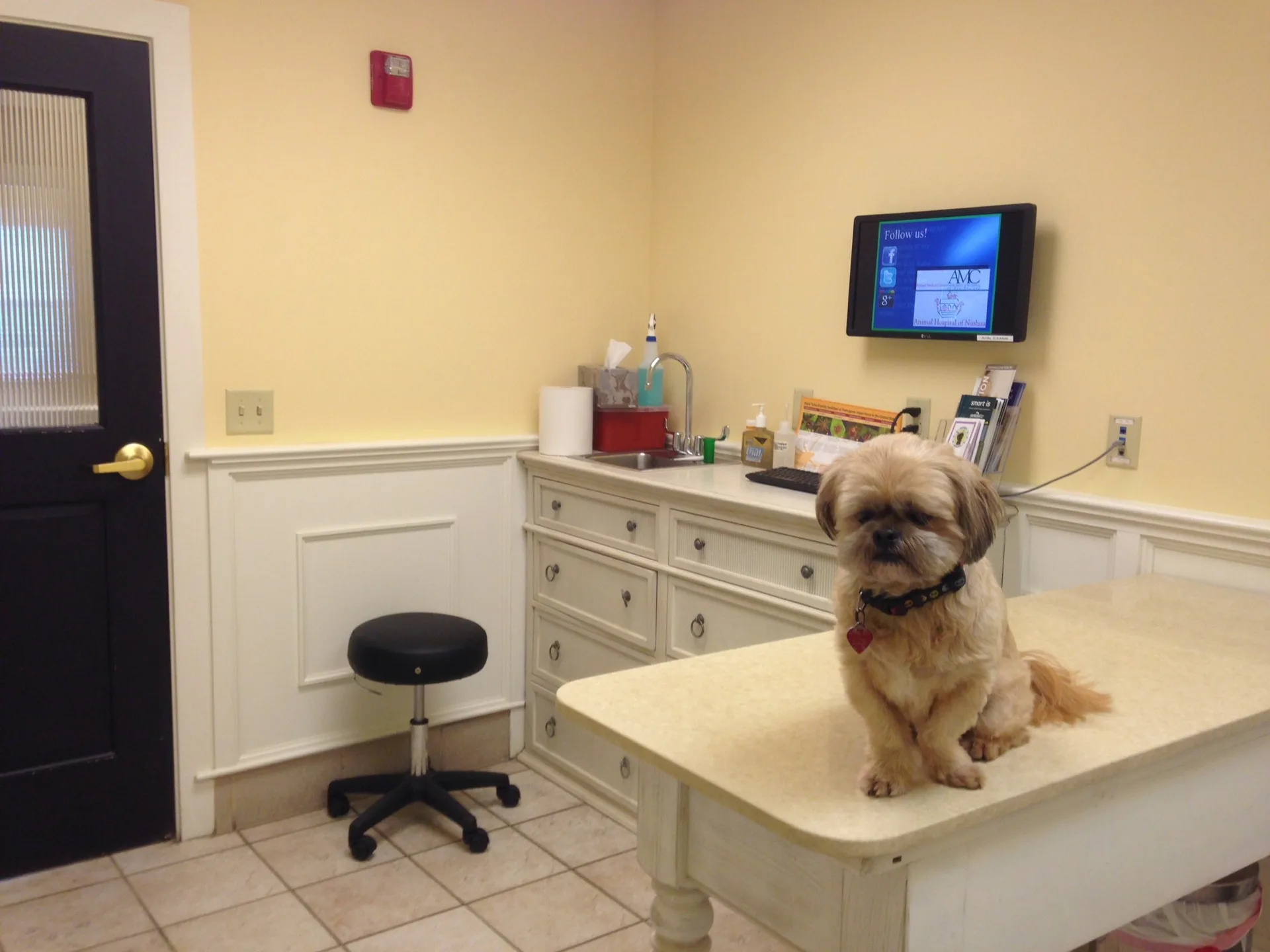 A small dog sitting calmly on an exam table in a veterinary clinic