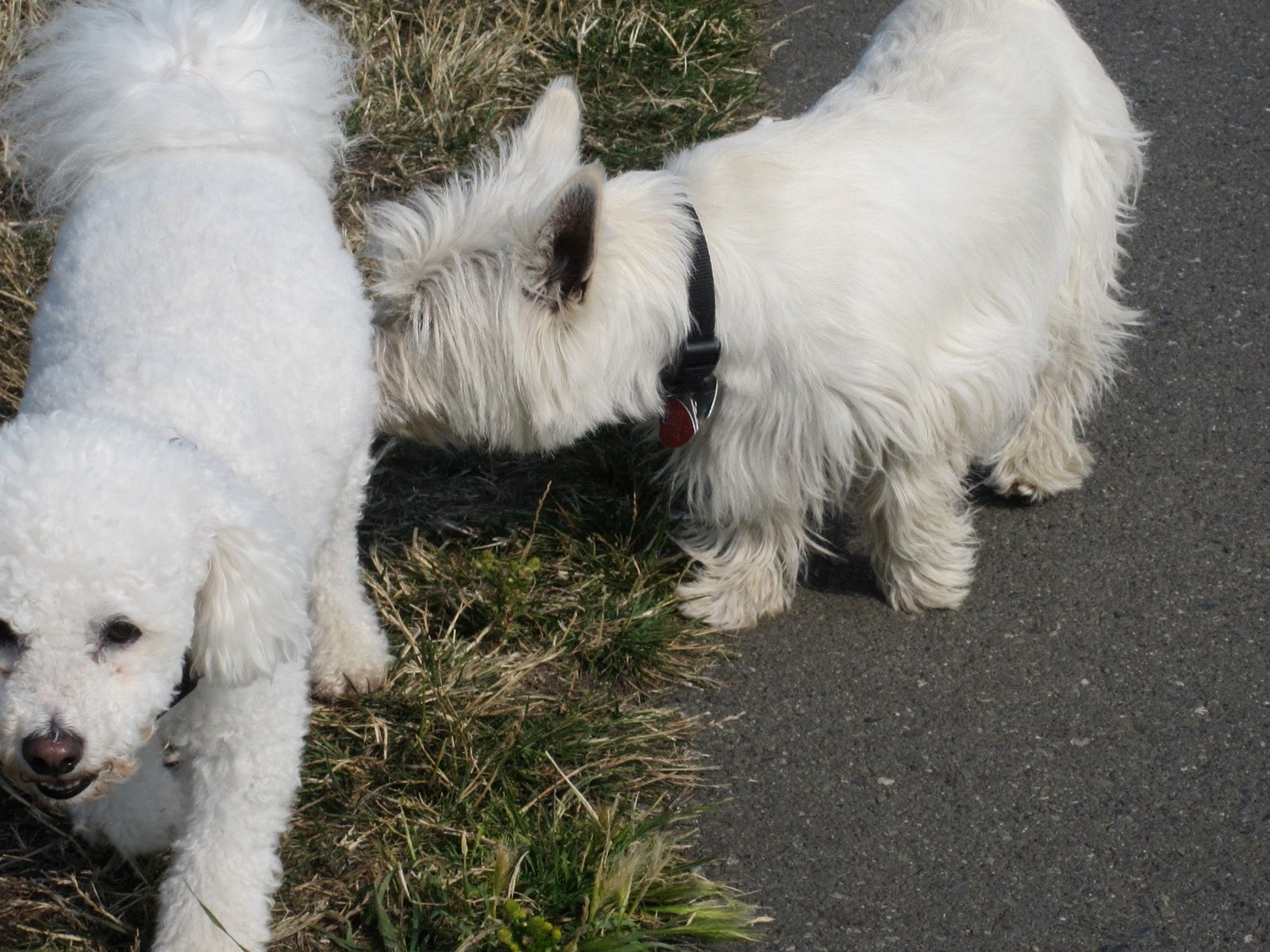 Two small dogs sniffing each other calmly in a home setting