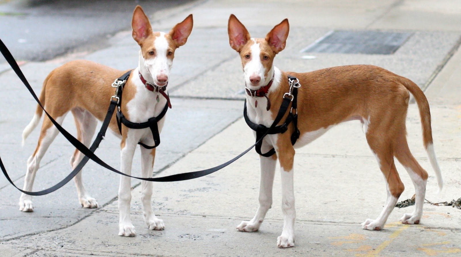 Two dogs standing calmly side by side on leashes