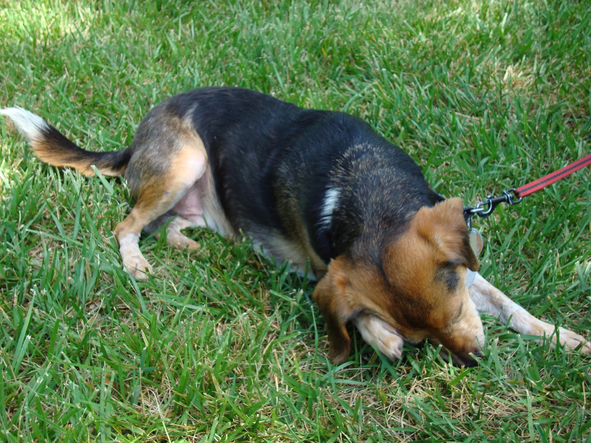 Beagle scratching its neck and ear outdoors