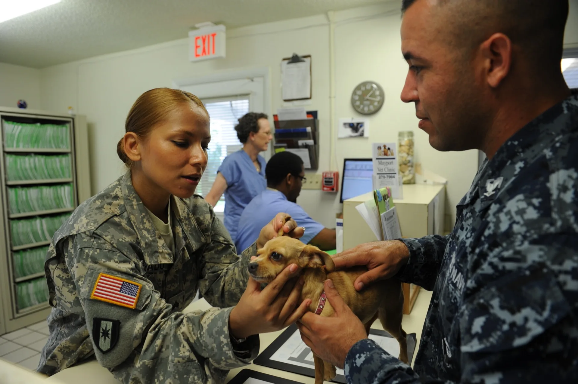 A veterinarian checking a dog's ear during a routine checkup