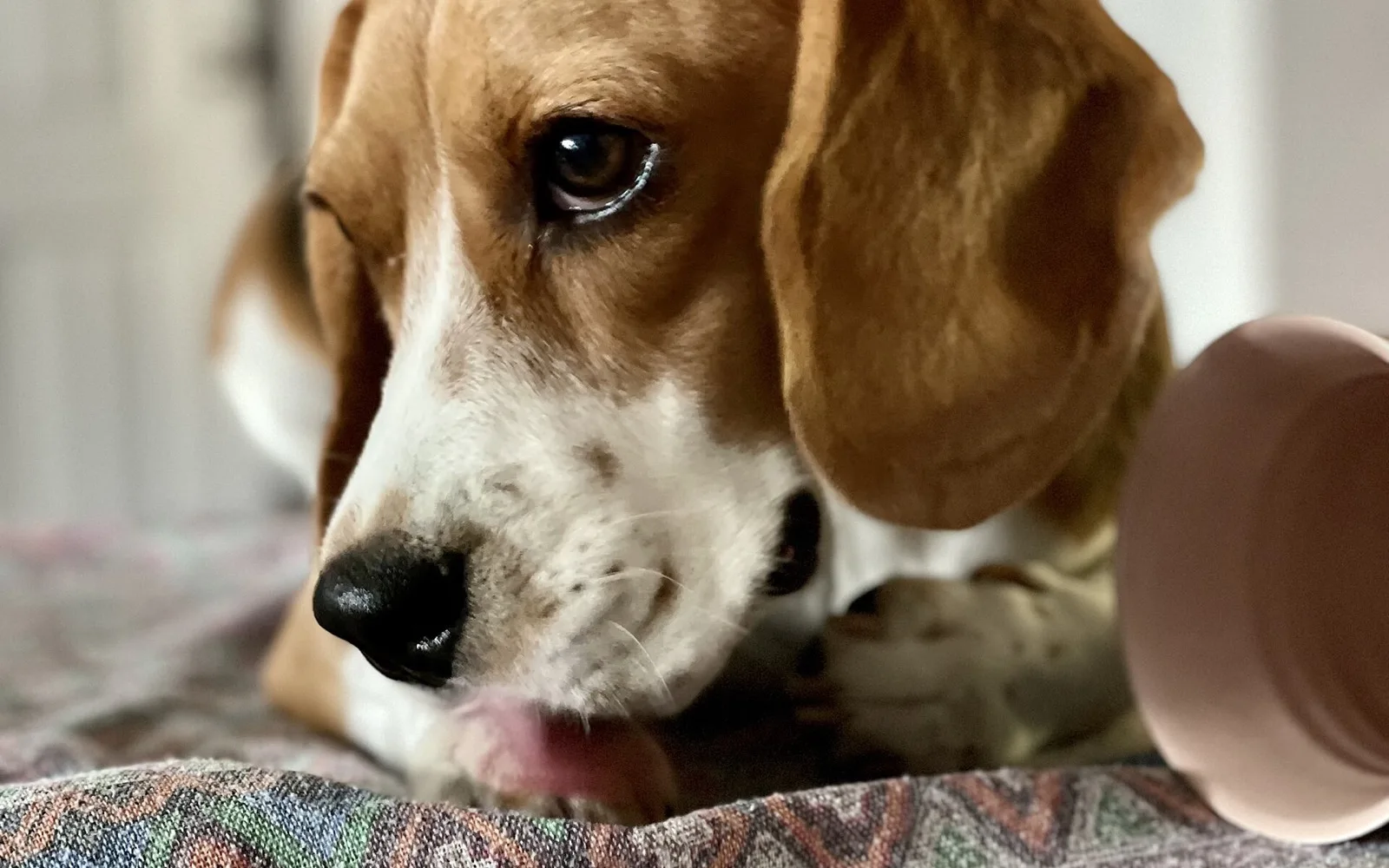 A beagle lying down licking its front paw