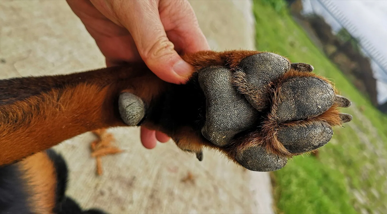 A person holding a dog's paw and spreading the toes to look at the pads