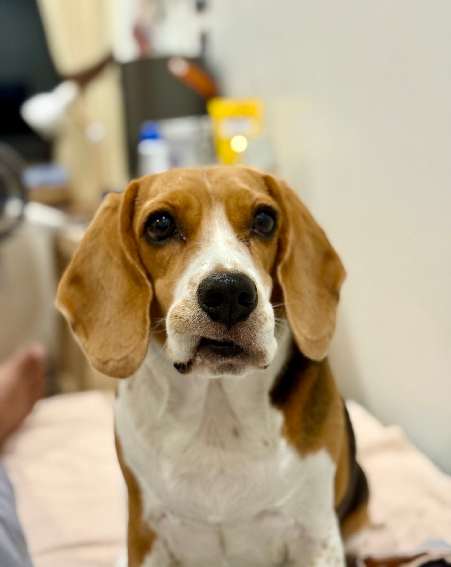 A beagle snarling with teeth bared