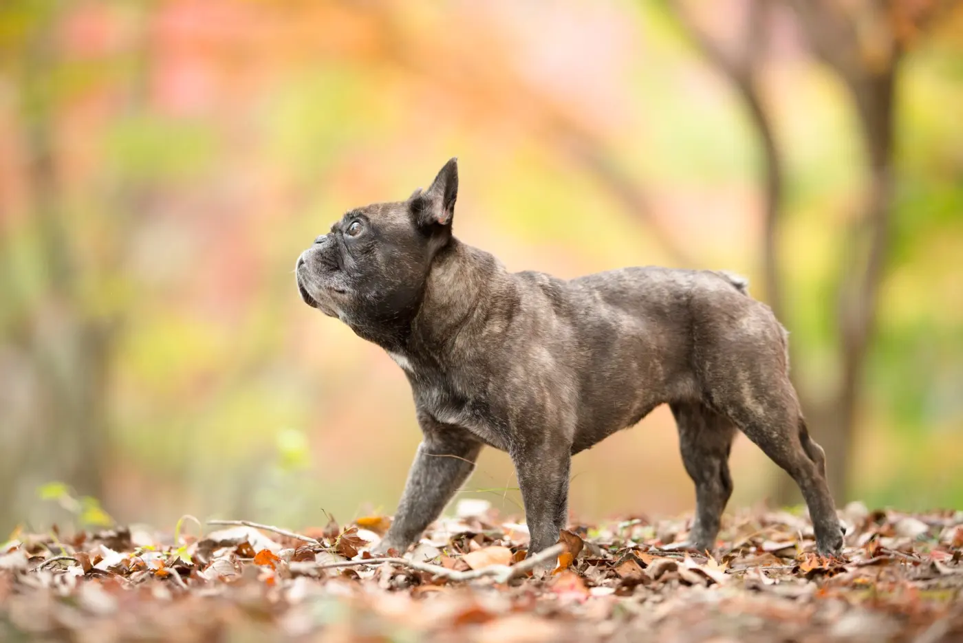 A brindle French Bulldog standing on autumn leaves, seen from the side