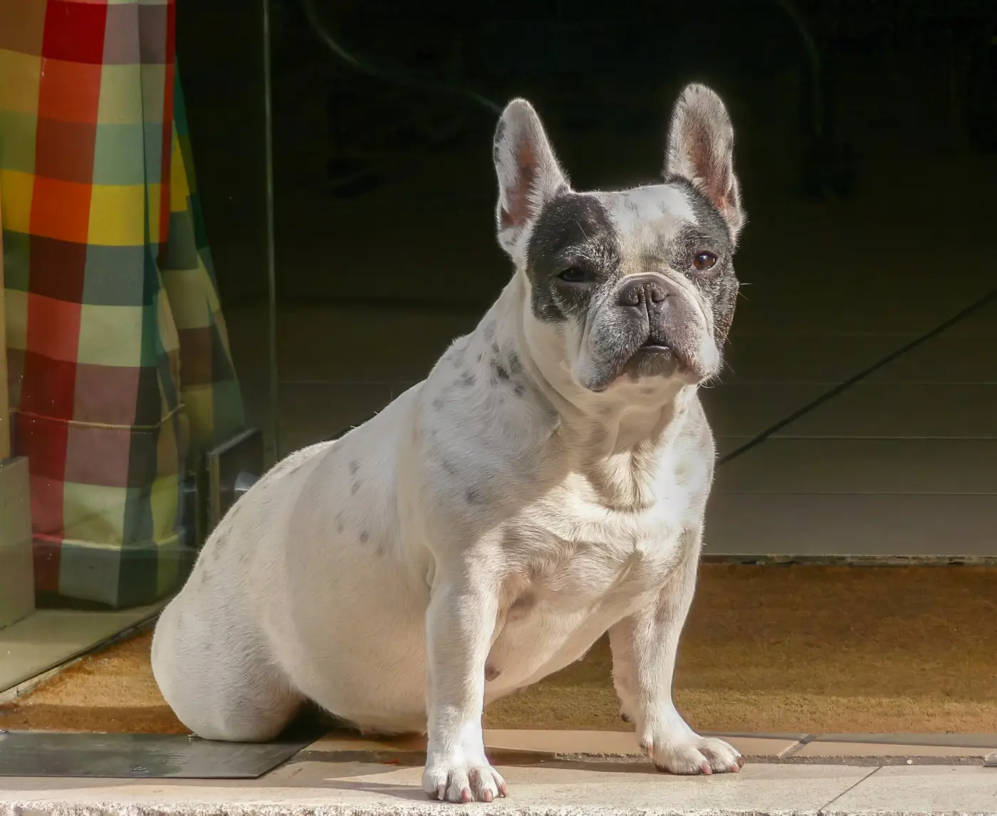 A white and grey French Bulldog sitting in a doorway in sunlight