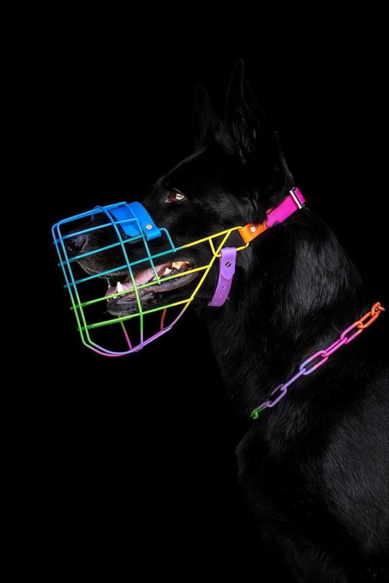 A black dog panting with its mouth open while wearing a wire basket muzzle