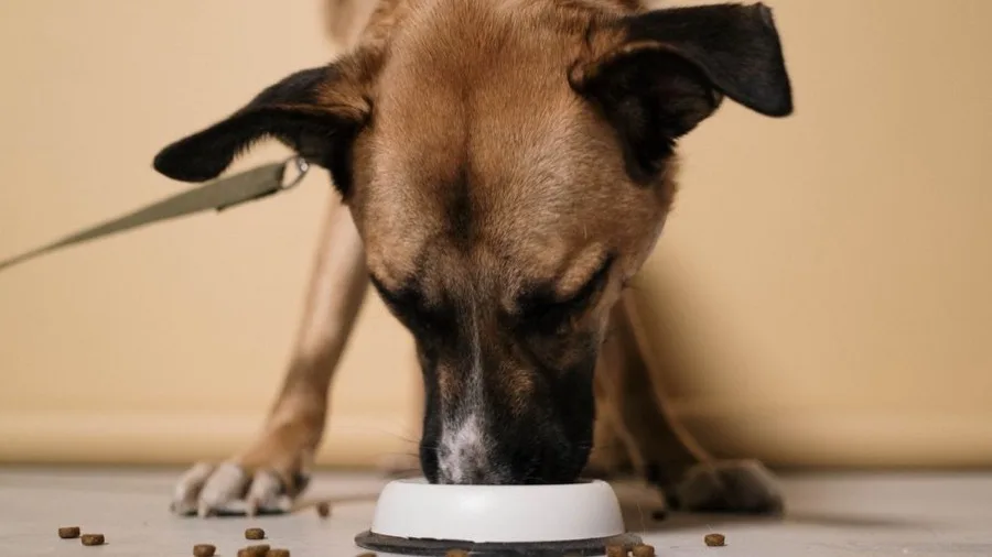 Dog eating kibble from a white bowl on a tiled floor