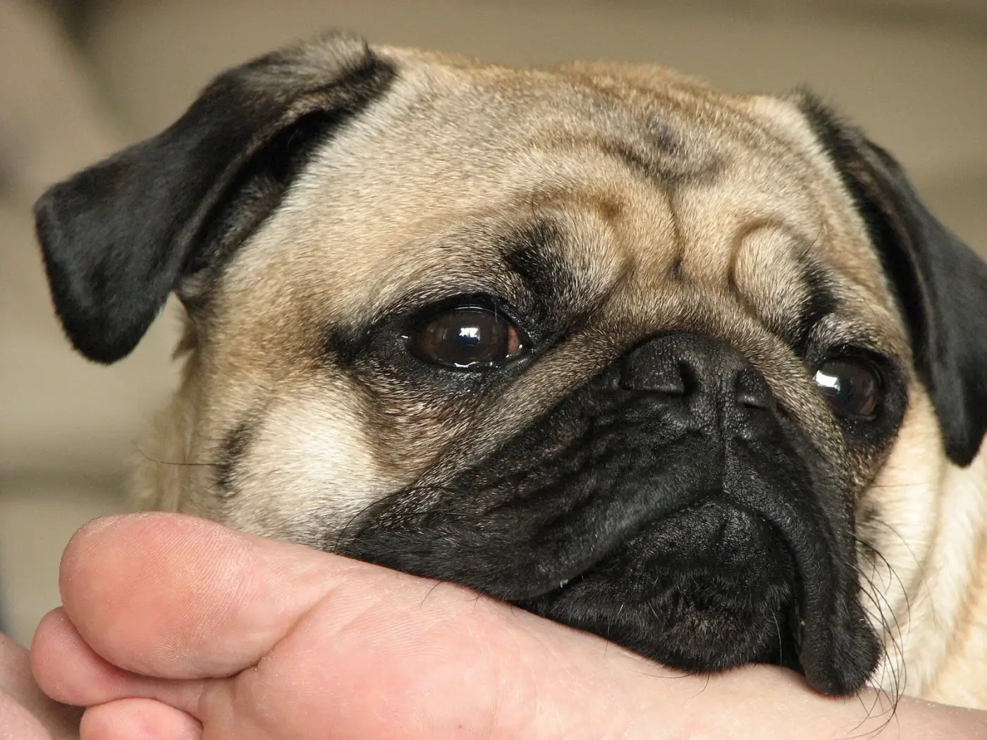 Close-up of a fawn pug's face showing the flat muzzle, deep wrinkle and narrow nostrils