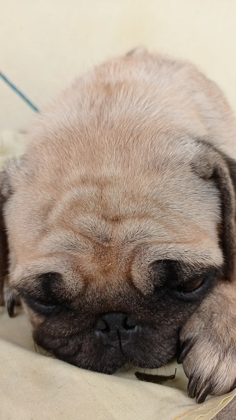 A pug resting with its head down and eyes half closed
