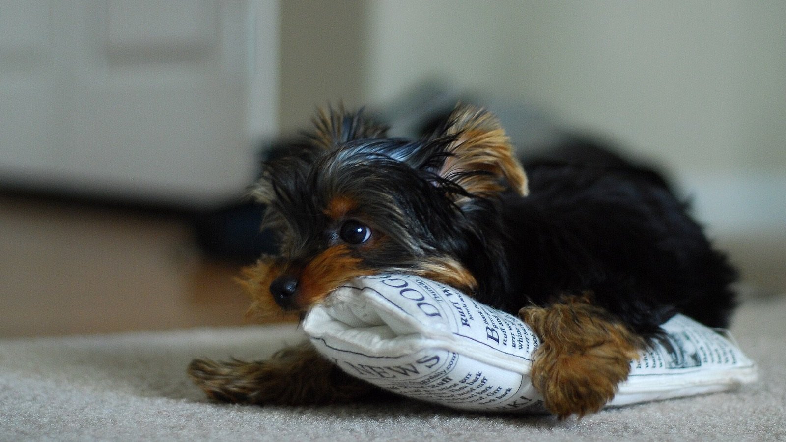 A young puppy chewing a soft toy on the carpet instead of biting hands