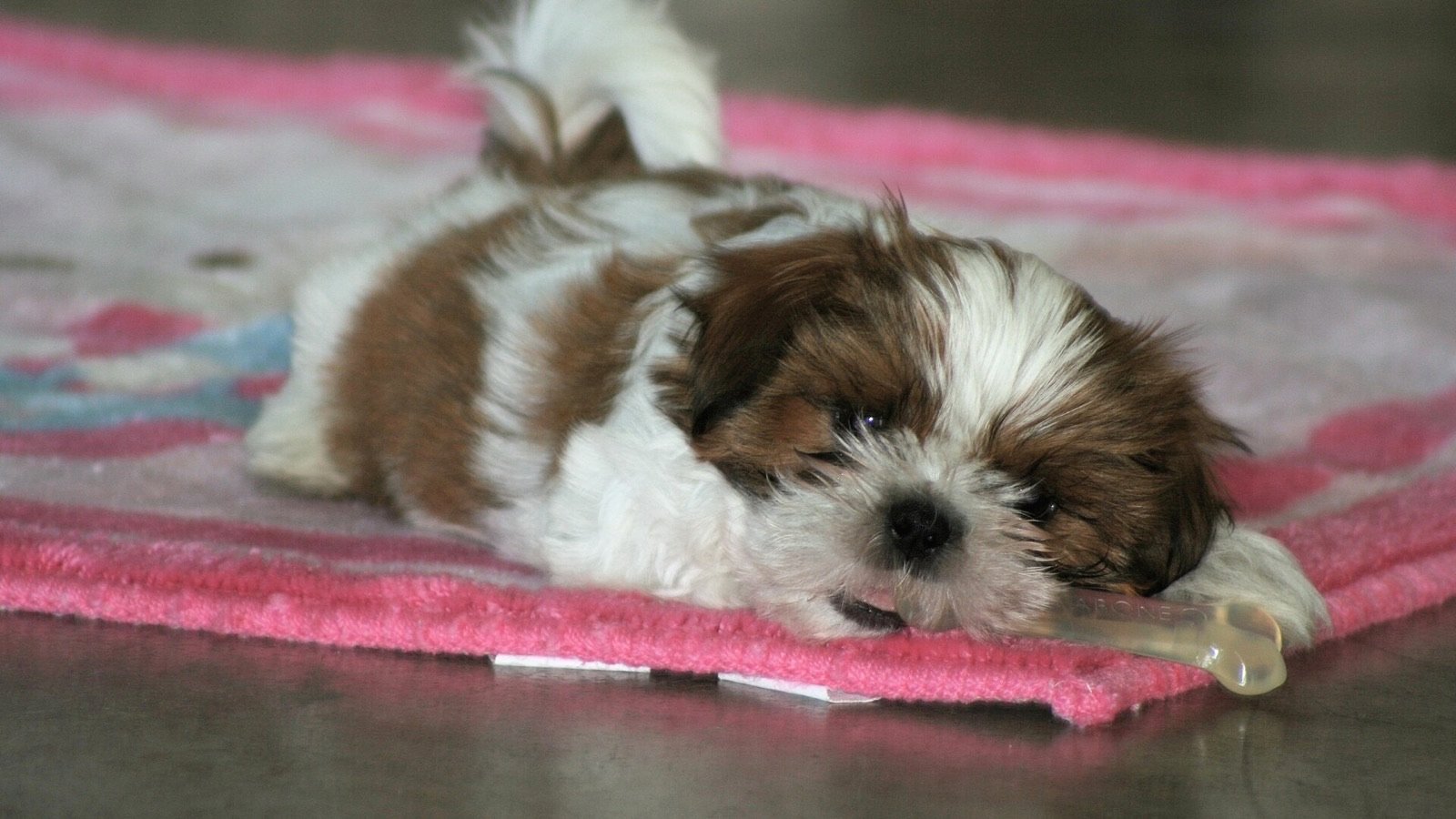 A small puppy settling down with a chew toy between its paws