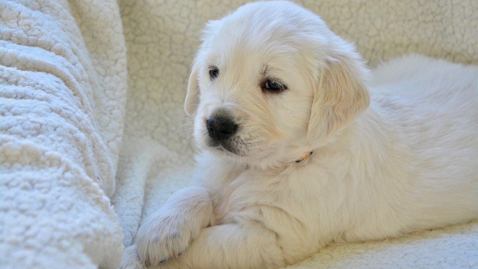 A cream-coloured puppy resting calmly on a soft blanket on their first day in a new home