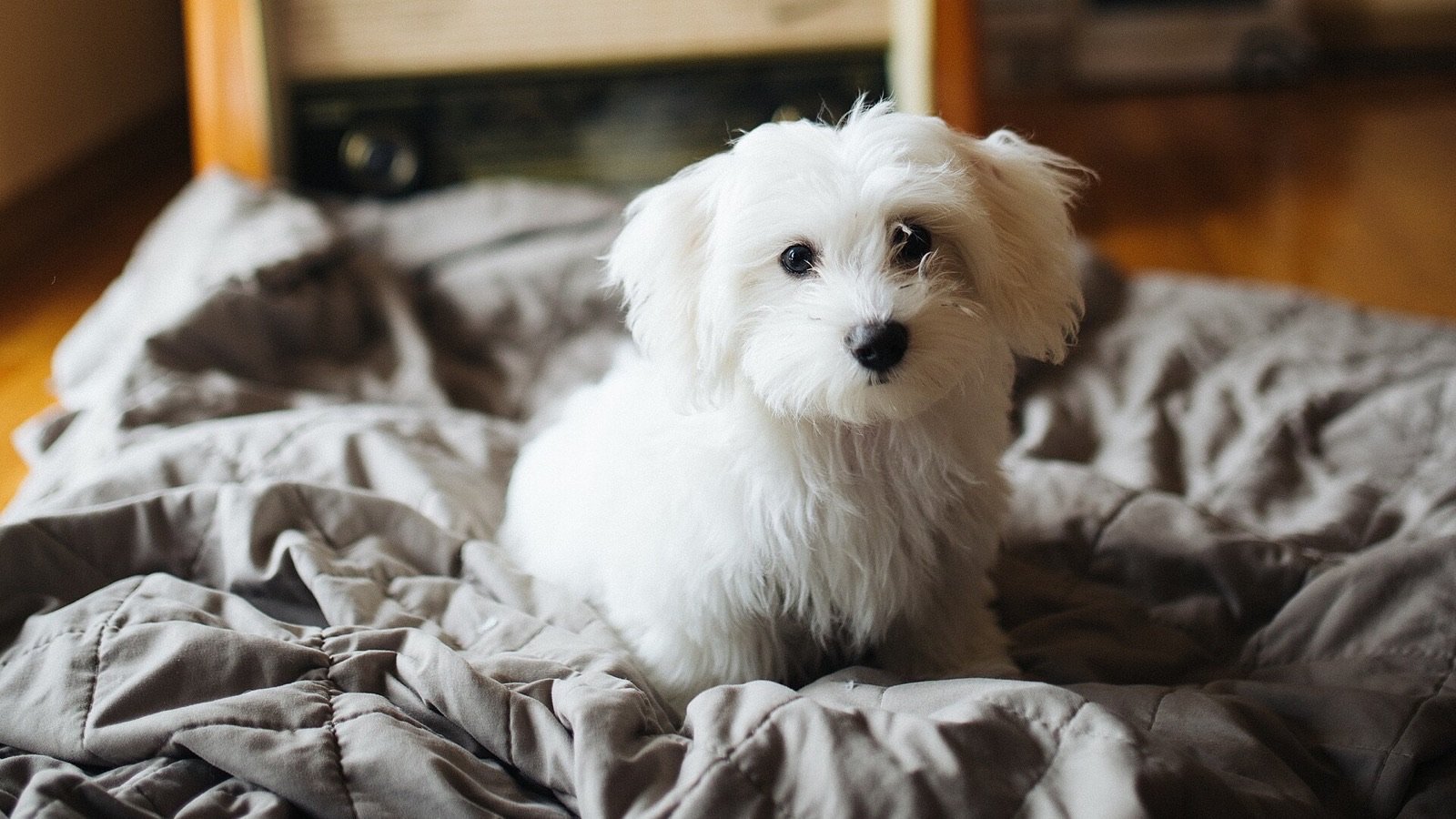 A small white puppy sitting on a duvet beside a bed in a warm room at night