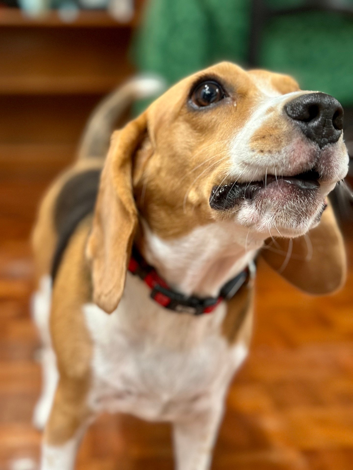 A beagle barking with an intense, fixated expression