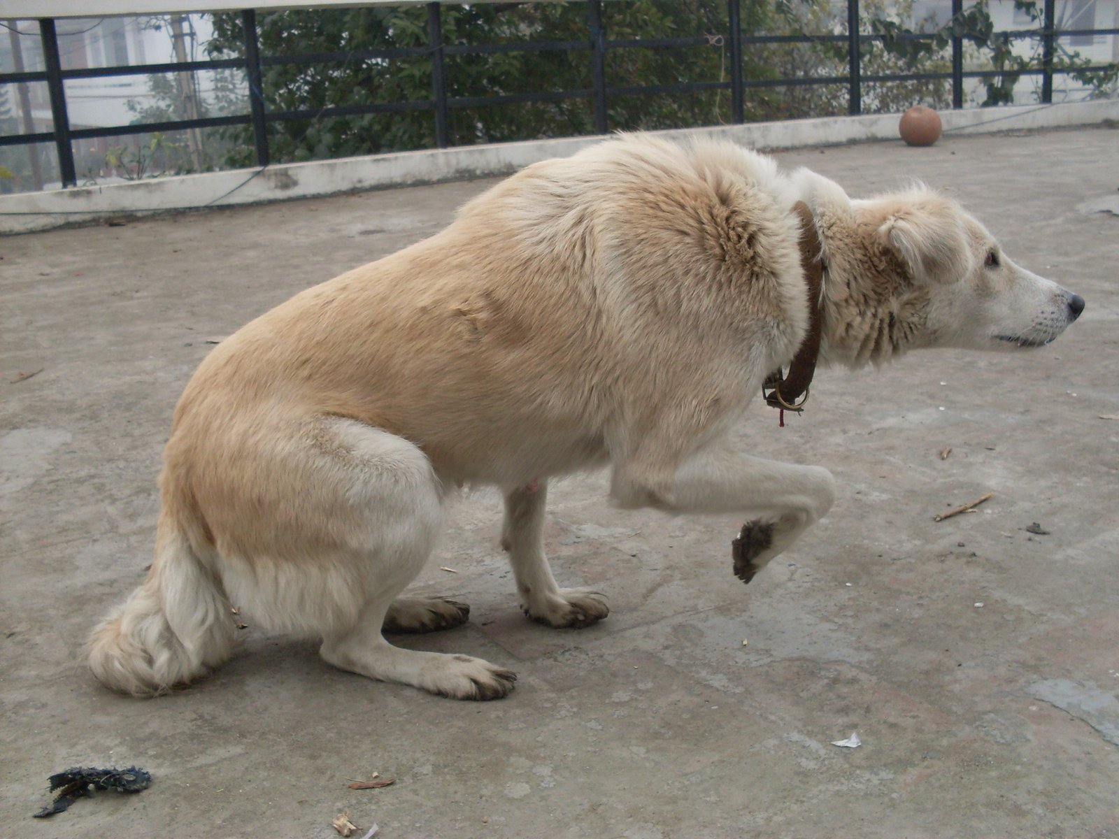 A dog in a stiff, low, fixated stalking posture