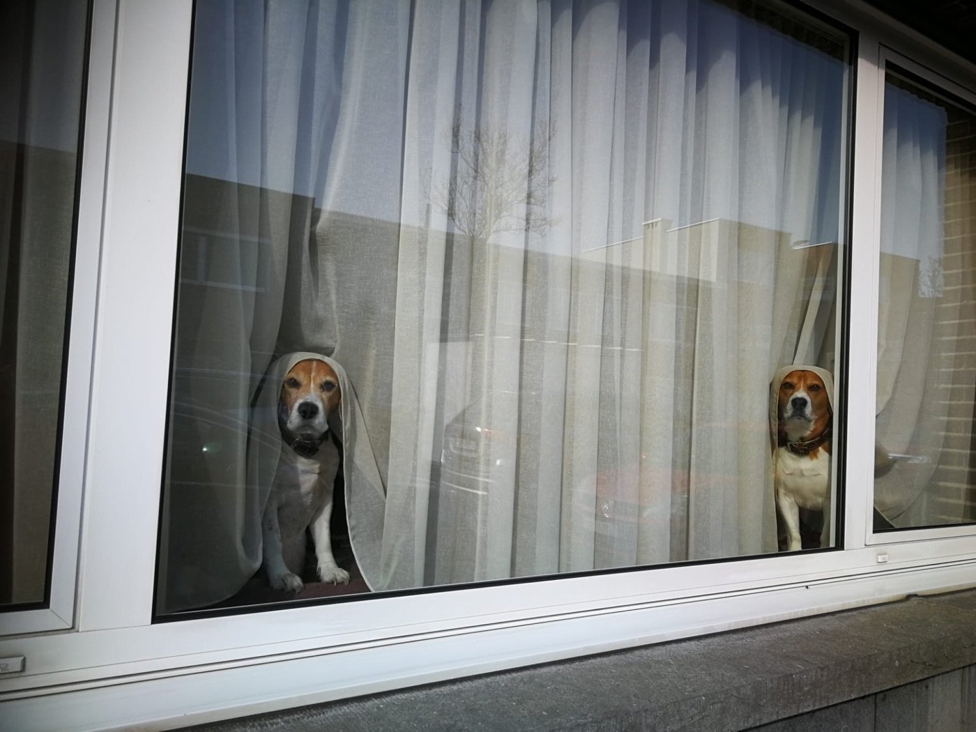 Two beagles standing alert behind a curtain at a window, staring at something outside