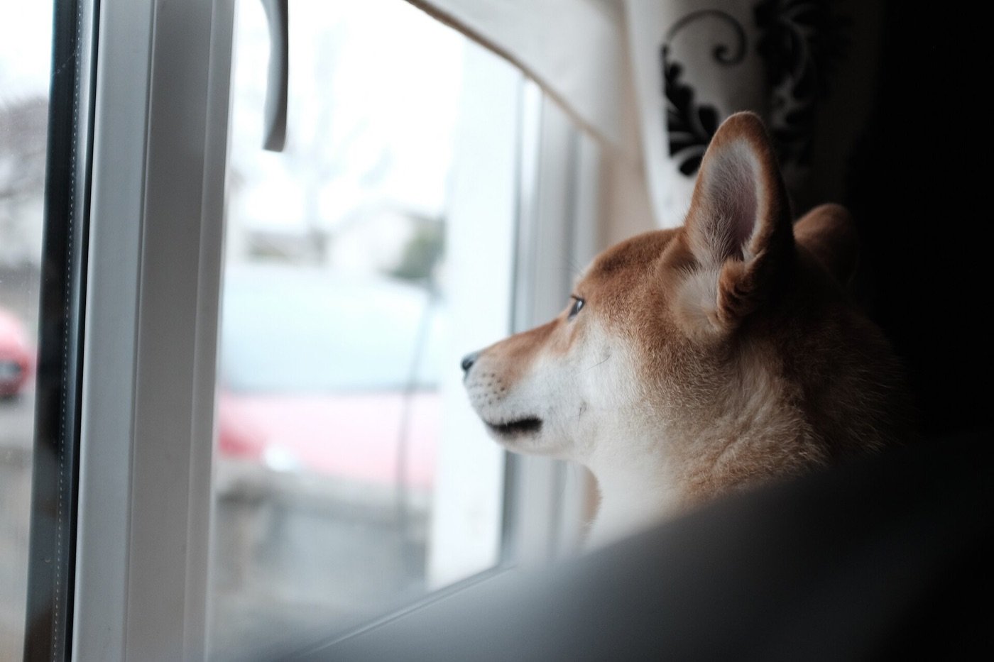 A Shiba Inu puppy watching intently out of a window