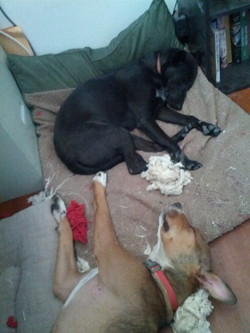 A black dog and a tan dog asleep on the same dog bed with rope toys