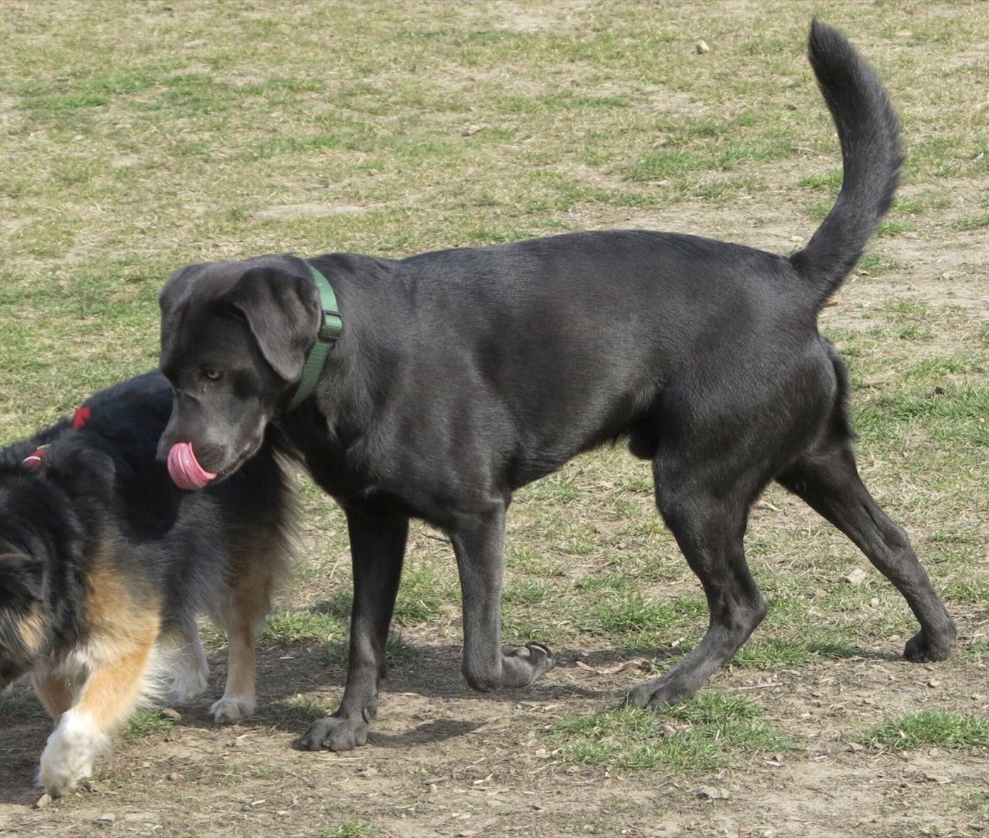 Two male dogs meeting in a field, one with tail high and the other lowering his head and licking his lips