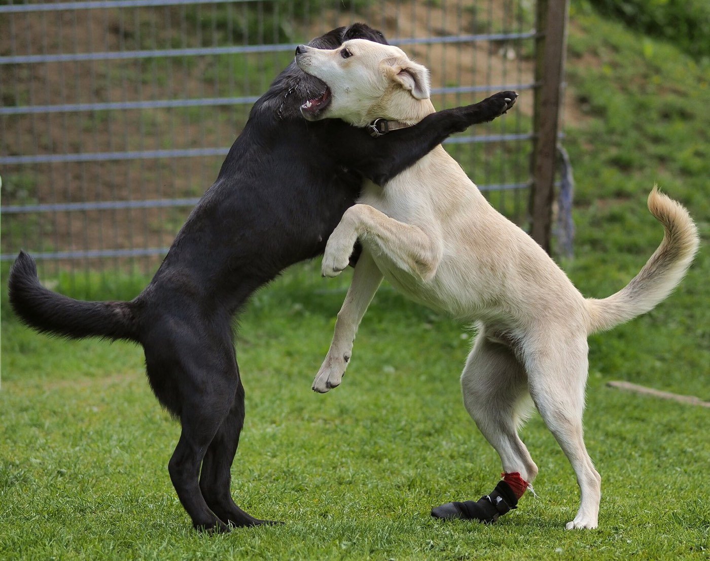 A black Labrador female and a light-colored male dog rearing up in playful wrestling