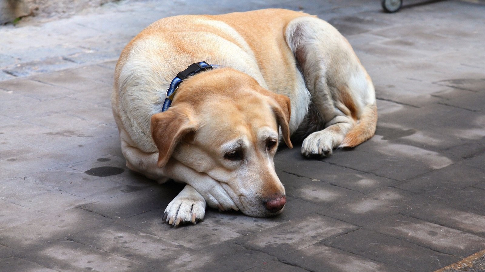 An older yellow Labrador with a grey muzzle lying down and resting