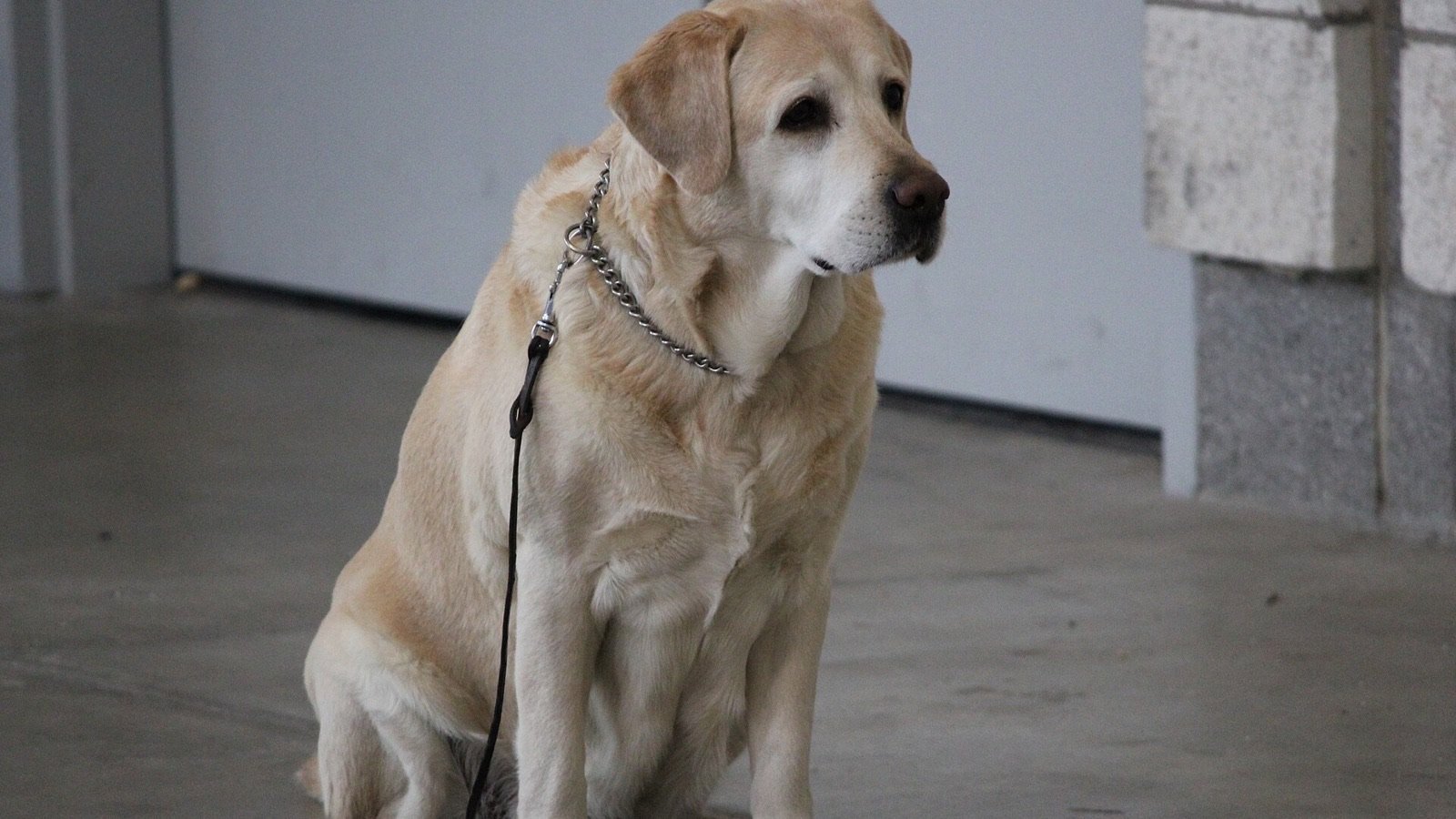 A senior yellow Labrador sitting calmly, showing a greying face