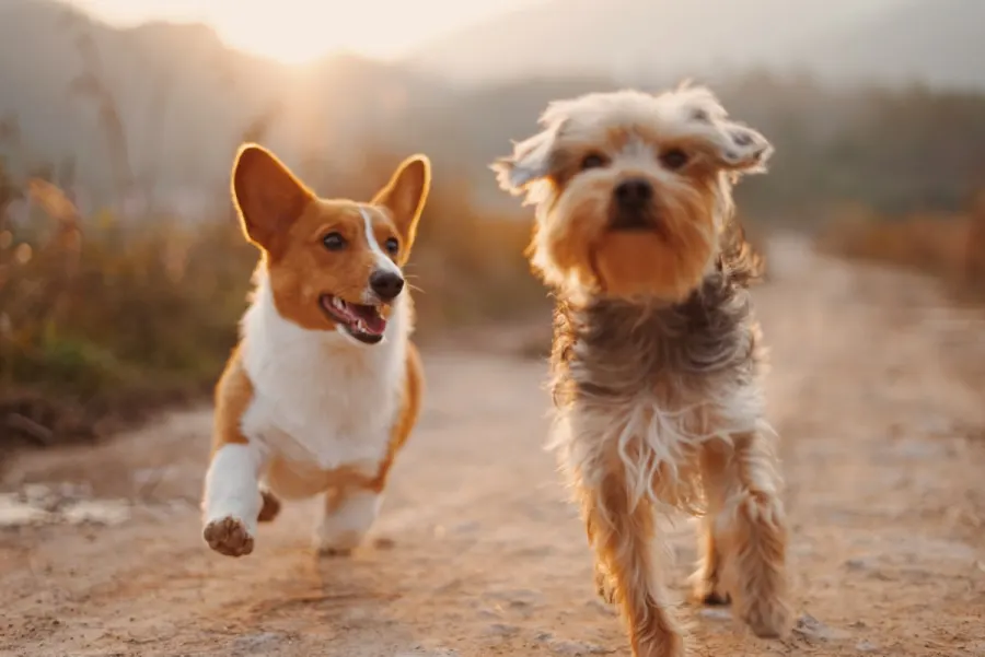 Two dogs playing outdoors, the kind of energy the course aims to redirect into short mental games