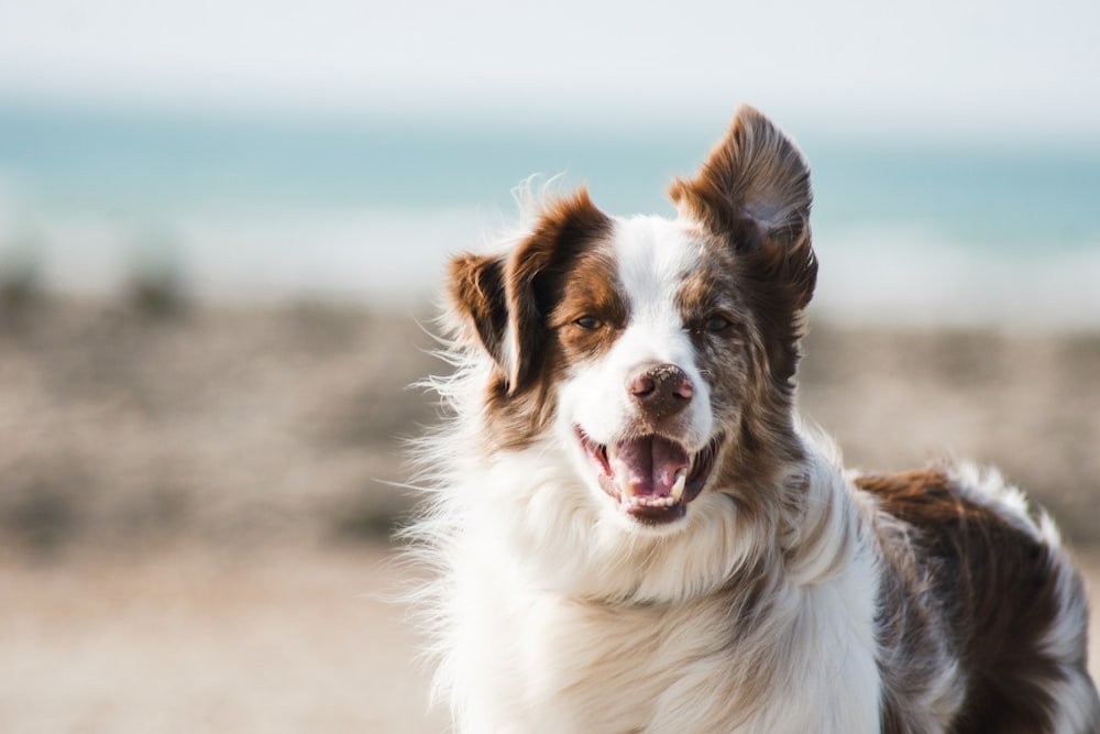 Happy, calm dog with a relaxed, friendly expression outdoors