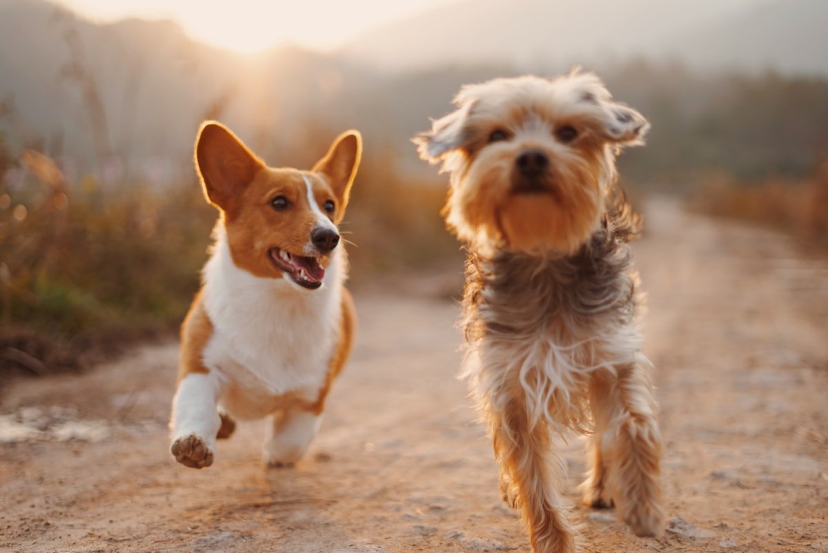Two well-exercised dogs running happily together outdoors