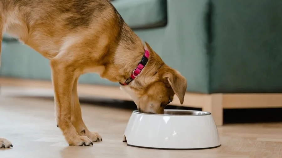 Dog eating from a white bowl on a living room floor