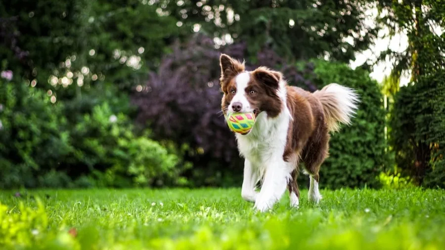 Border collie carrying a ball across a garden lawn