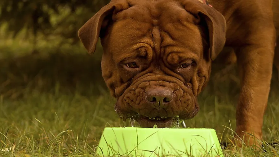 Dog drinking from a green bowl outdoors on grass