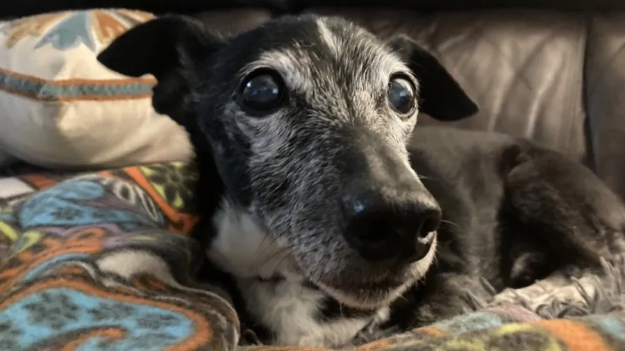 Senior dog with a greying muzzle resting on a couch